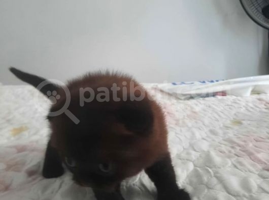 2 Aylık Yavrular Yeni Sahiplerini Arıyor görsel