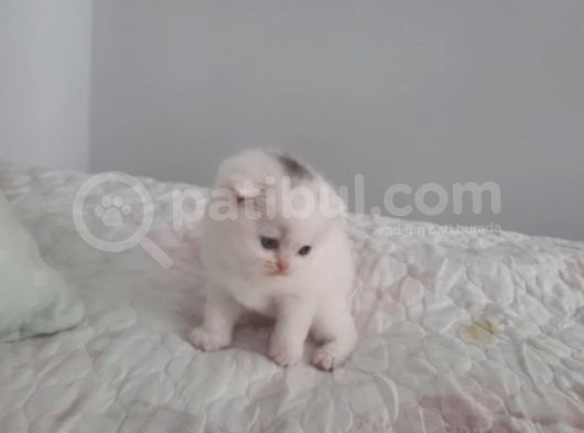 2 Aylık Yavrular Yeni Sahiplerini Arıyor görsel