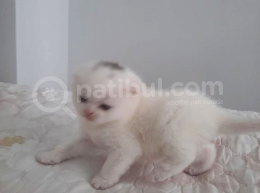 2 Aylık Yavrular Yeni Sahiplerini Arıyor görsel