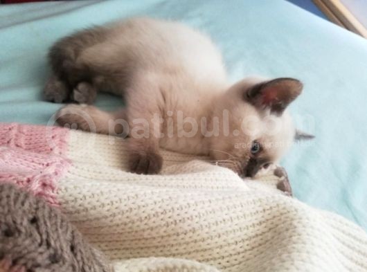 3 Aylık Blue Point görsel