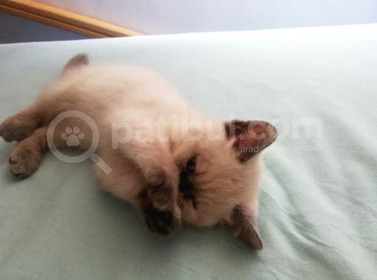 3 Aylık Blue Point görsel