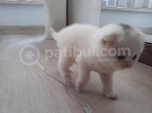 2 Aylık Yavrular Yeni Sahiplerini Arıyor görsel