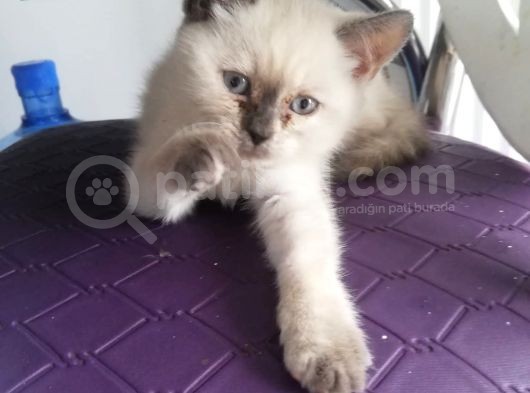 3 Aylık Blue Point görsel