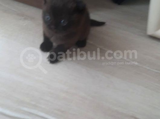 2 Aylık Yavrular Yeni Sahiplerini Arıyor görsel