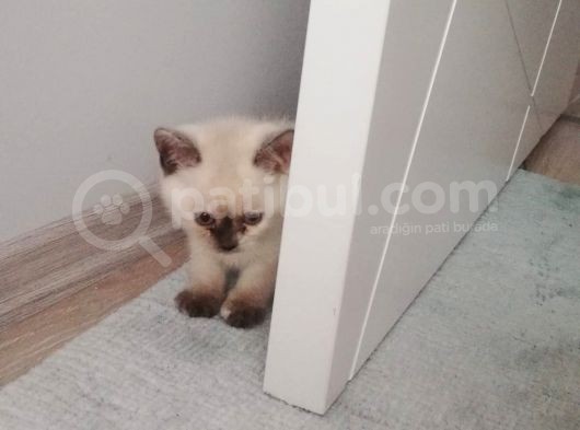 3 Aylık Blue Point görsel