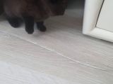 2 Aylık Yavrular Yeni Sahiplerini Arıyor