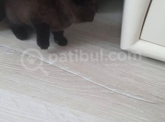 2 Aylık Yavrular Yeni Sahiplerini Arıyor görsel