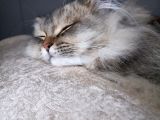 British Longhair Sahiplendirme
