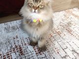 British Longhair Sahiplendirme