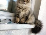 British Longhair Sahiplendirme