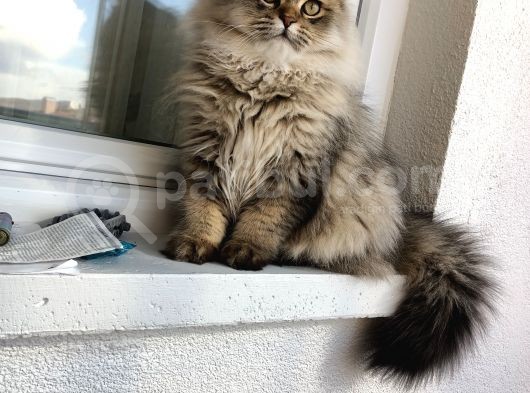 British Longhair Sahiplendirme görsel