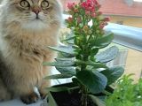 British Longhair Sahiplendirme