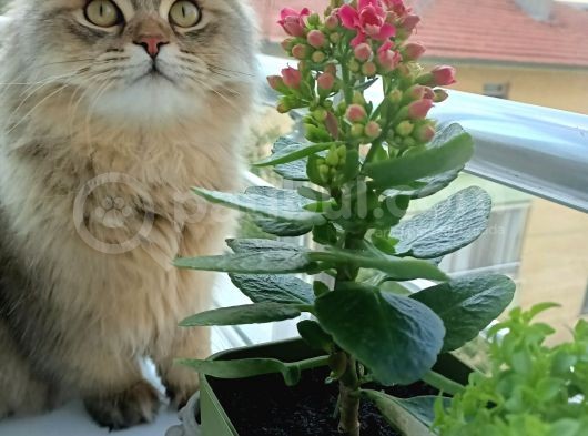 British Longhair Sahiplendirme