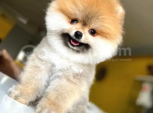 A Class Pomeranian Boo Isteyenlere Özel Yavrularımız görsel