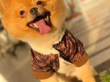 A Class Pomeranian BOO Isteyenlere Özel Yavrularımız