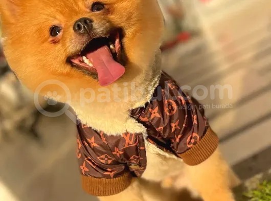 A Class Pomeranian Boo Isteyenlere Özel Yavrularımız