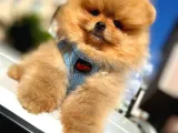 A Class Pomeranian Boo Isteyenlere Özel Yavrularımız