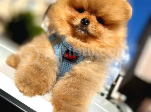 A Class Pomeranian Boo Isteyenlere Özel Yavrularımız görsel
