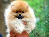 A Class Pomeranian Boo Isteyenlere Özel Yavrularımız