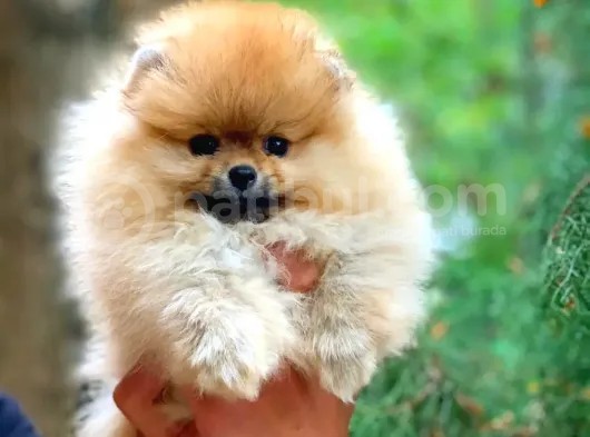 A Class Pomeranian Boo Isteyenlere Özel Yavrularımız görsel