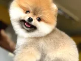 A Class Pomeranian Boo Isteyenlere Özel Yavrularımız