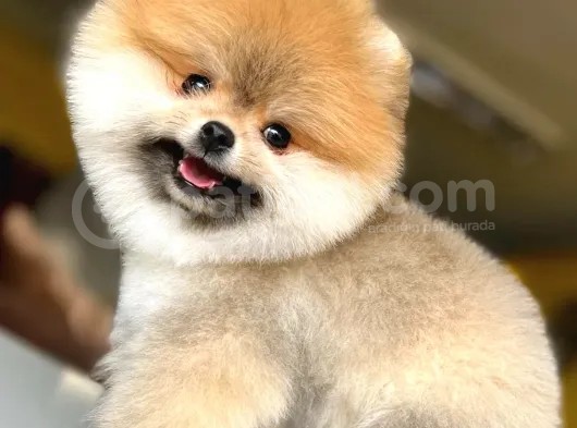 A Class Pomeranian Boo Isteyenlere Özel Yavrularımız görsel