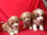 Anne Babasını Göreceğiniz Maltipoo Yavrularımız