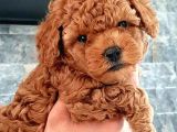 Evinize Renk Katacak, Sıfır Numara Toypoodle Yavrumuz