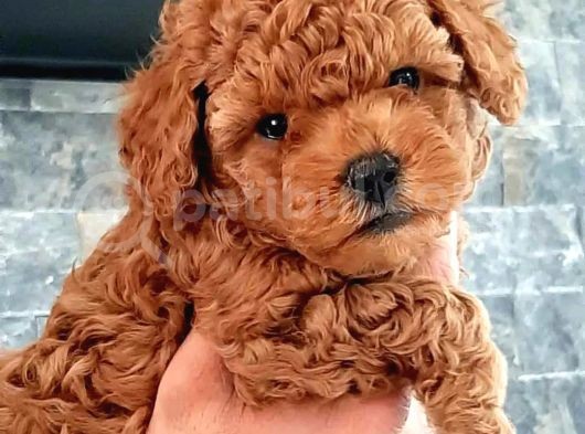 Evinize Renk Katacak, Sıfır Numara Toypoodle Yavrumuz görsel