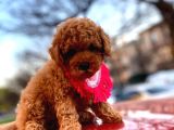 Evinize Renk Katacak, Sıfır Numara Toypoodle Yavrumuz