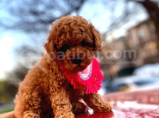 Evinize Renk Katacak, Sıfır Numara Toypoodle Yavrumuz