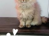 British Longhair Sahiplendirme