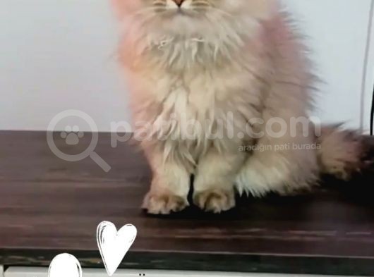 British Longhair Sahiplendirme görsel