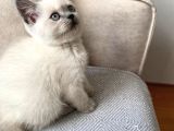 Kızımın Ilk Ve Tek Yavrusu Ev Kedisi