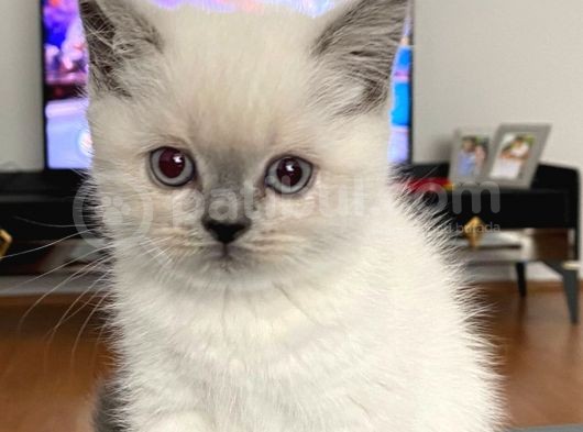 Kızımın Ilk Ve Tek Yavrusu Ev Kedisi görsel