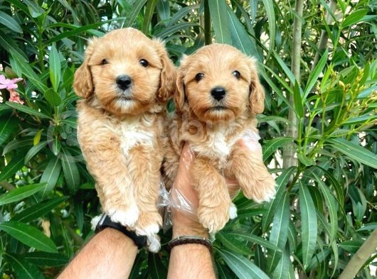 Malti̇po Ci̇nsi̇ görsel