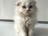 Scottish Fold Yavrularımız Yeni Ailelerini Bekliyor
