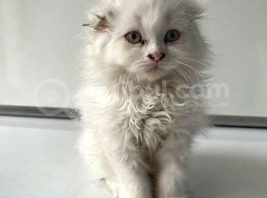 Scottish Fold Yavrularımız Yeni Ailelerini Bekliyor görsel