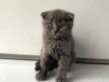 Scottish Fold Yavrularımız Yeni Ailelerini Bekliyor