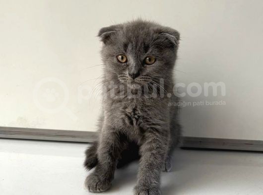 Scottish Fold Yavrularımız Yeni Ailelerini Bekliyor görsel