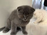 Scottish Fold Yavrularımız Yeni Ailelerini Bekliyor