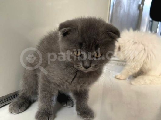 Scottish Fold Yavrularımız Yeni Ailelerini Bekliyor görsel