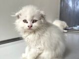 Scottish Fold Yavrularımız Yeni Ailelerini Bekliyor