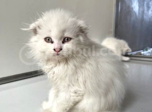 Scottish Fold Yavrularımız Yeni Ailelerini Bekliyor görsel
