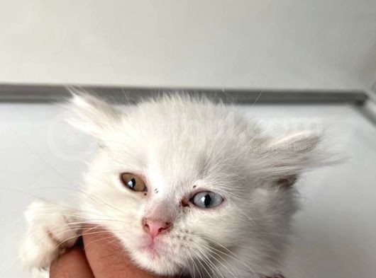 Scottish Fold Yavrularımız Yeni Ailelerini Bekliyor görsel