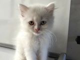 Scottish Fold Yavrularımız Yeni Ailelerini Bekliyor