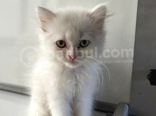 Scottish Fold Yavrularımız Yeni Ailelerini Bekliyor görsel