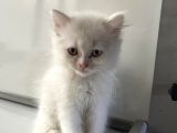Scottish Fold Yavrularımız Yeni Ailelerini Bekliyor