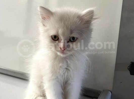 Scottish Fold Yavrularımız Yeni Ailelerini Bekliyor görsel