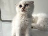 Scottish Fold Yavrularımız Yeni Ailelerini Bekliyor